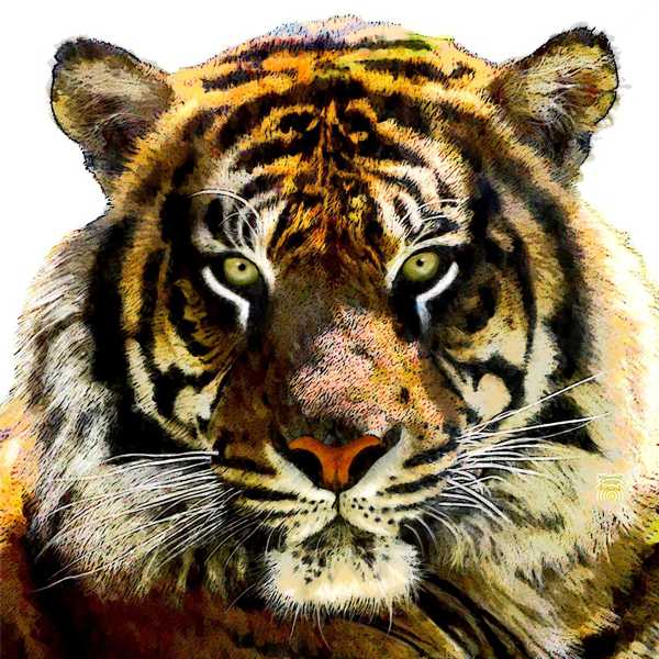 Krafttier Tiger Beschreibung
