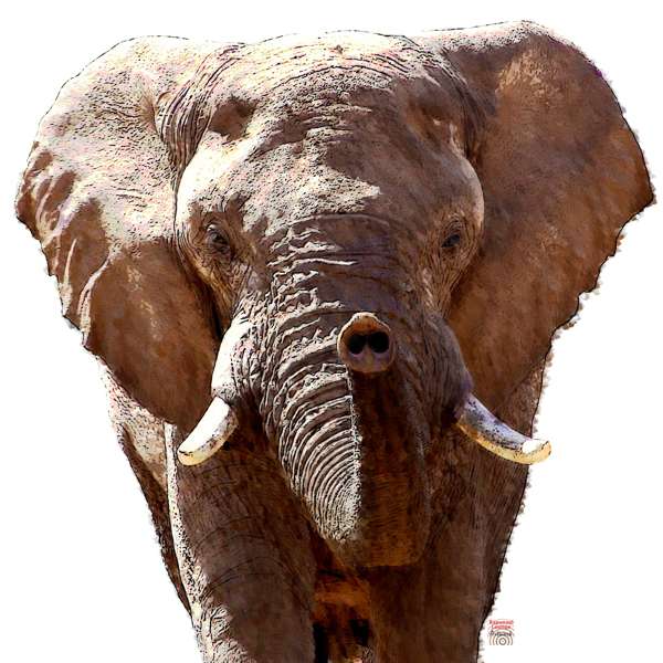 Krafttier Elefant Beschreibung