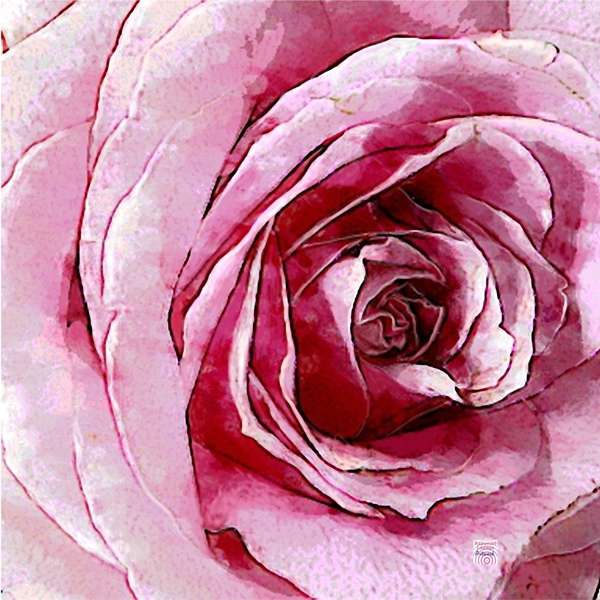 Kraftblüte rosa Rose