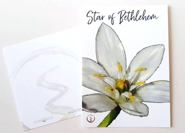 shop-Bachblüte-Star-of-Bethlehem-Originalkarte