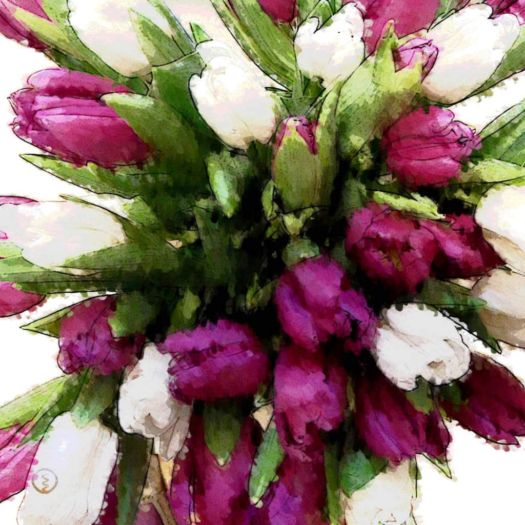 Mystische lila Tulpen mit weißen Tulpen