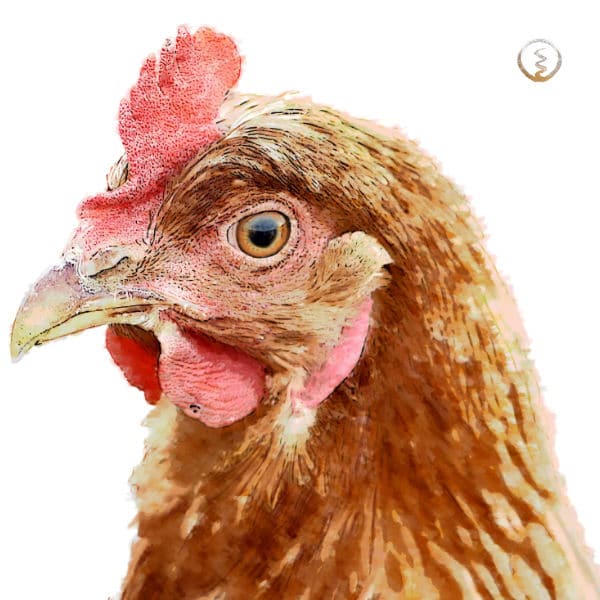 krafttiere: Zur Krafttier Huhn Bedeutung