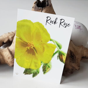 shop-Bachblüte-Rock Rose-Energiekarte