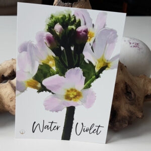 shop-Energiekarte-Bachblüte-Water Violet