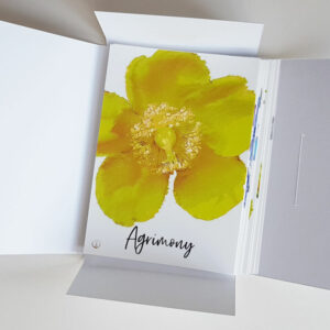 Bachblütenkarten 12 Heiler Postkarten Set Geschenkbox